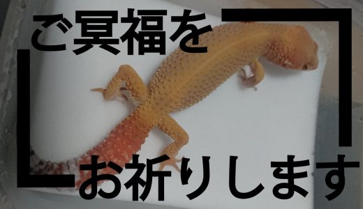 蜜柑ちゃんの症例　内臓出血の疑い