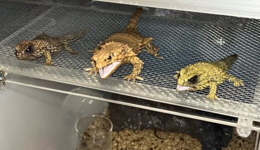 ダウン中・・・