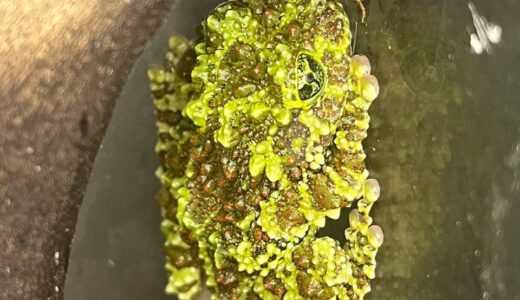 ベトナムコケガエル