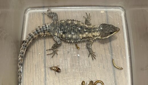 マサイヨロイトカゲ　かっこいい～