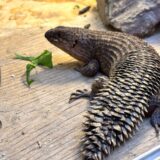 ストケスイワトカゲ