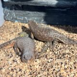 ストケスイワトカゲ　ペアリングに再挑戦　→失敗