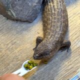 ストケスイワトカゲ　豆を食べた