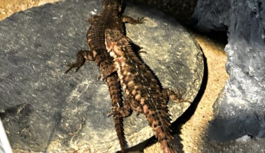 マサイヨロイトカゲ　ペア　入居