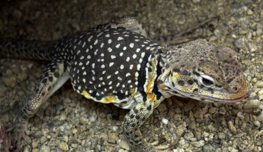 クビワトカゲ　ペア　オレンジに