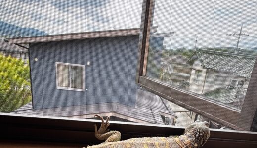 オルナータトゲオアガマのルナタ君　日向ぼっこ