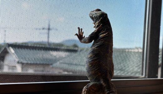 オルナータトゲオアガマのルナタ　日向ぼっこで立ち上がる