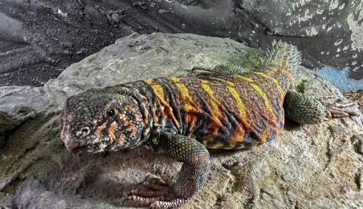 オルナータトゲオアガマのハイカ君　カメラにも興味津々