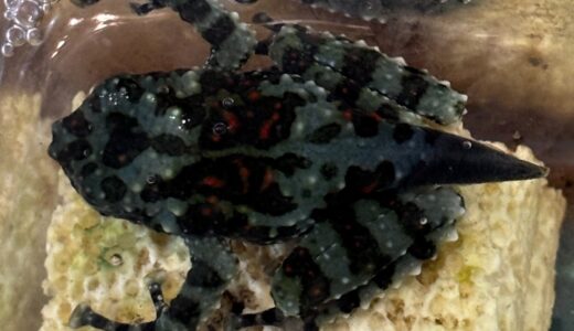 ベトナムコケガエル　上陸