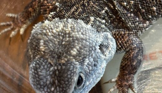 ゼノガマ　変な脱皮