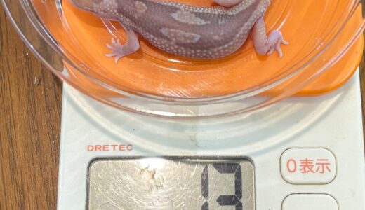 ニシアフ　キャラメルズールーhetオレオ（オス）　お迎え！