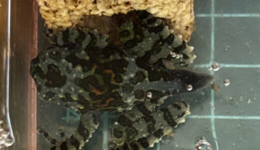 ベトナムコケガエルのオタマ２が上陸間近