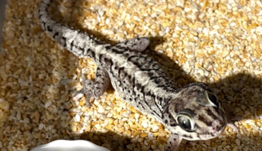 ソメワケササクレヤモリ　チタニウム　成長期？