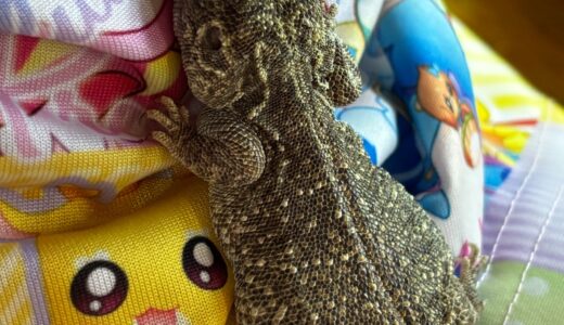 ゼノガマ　服の上で寝る
