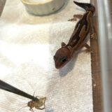 ニシアフ　ズールー　食欲旺盛