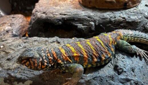 オルナータトゲオアガマ　ハイカ君　激やばカラー