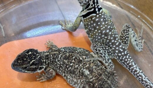 ゼノガマ　クビワの共演