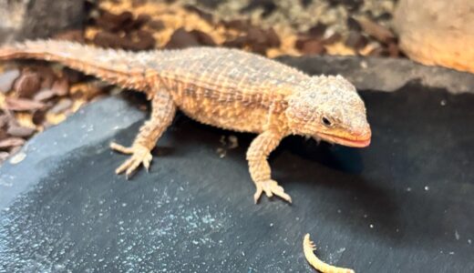 マサイヨロイトカゲ　逃げなくなった