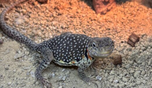 クビワトカゲ　脱走・・・？
