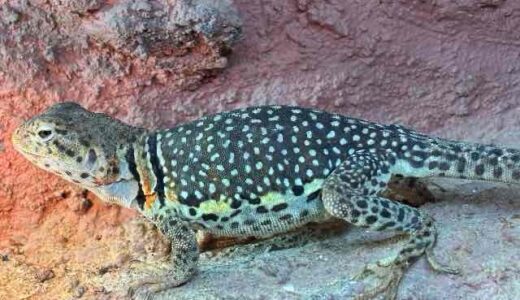 クビワトカゲ　メスはきっとタマゴを持っている