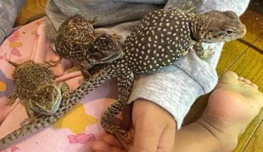 クビワトカゲ　ゼノガマ　共演