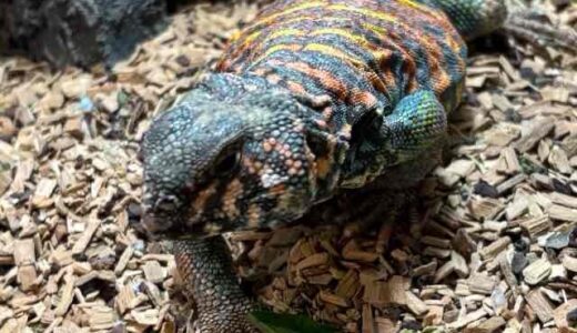 トゲオアガマたち　人懐こいカワイイ