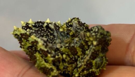 ベトナムコケガエル　死んだふり