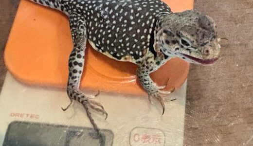 クビワトカゲ毎日ミニ体重測定 11/1