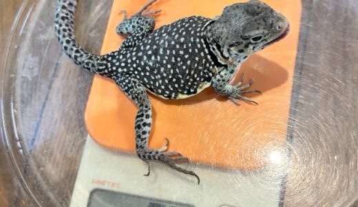 クビワトカゲ毎日ミニ体重測定 11/5