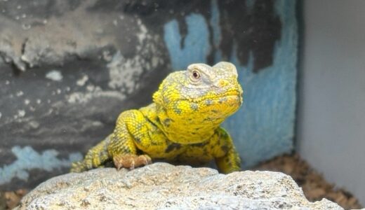 ゲイリートゲオアガマ　からし君が久々に出てきた！