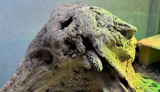 ストケスイワトカゲ　同居チャレンジ（5回目）