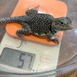 クビワトカゲ毎日ミニ体重測定 11/19