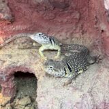 クビワトカゲ　絵になる二匹