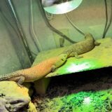 ストケスイワトカゲ　やっぱり無理か・・・隔離