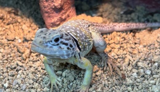 あけましておめでとうございます。　クビワトカゲ