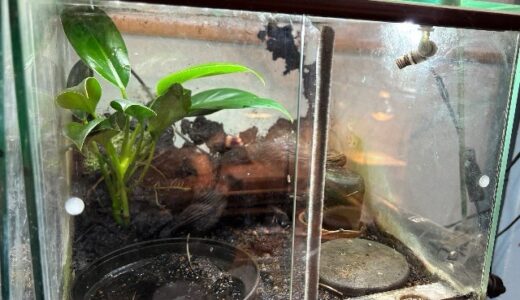 マダラヤドクガエル　ガラス面を掃除しました