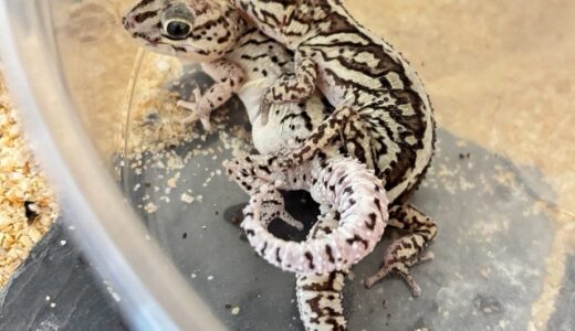 ソメワケササクレヤモリ　交尾