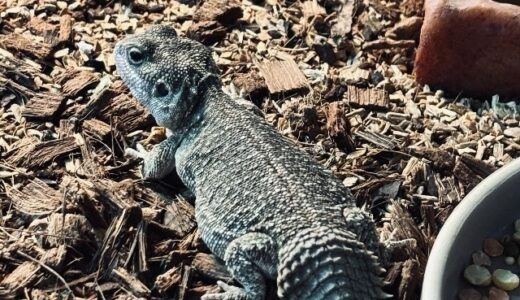 テイラーカワリアガマ（ゼノガマ）青く見える