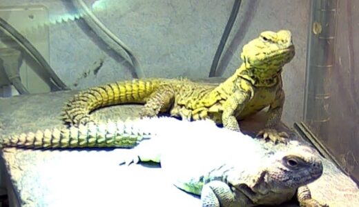 ゲイリートゲオアガマ　オス１メス２でボビボビ