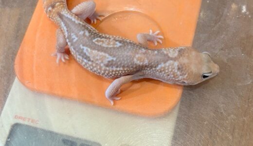 ニシアフ大きくなってきた