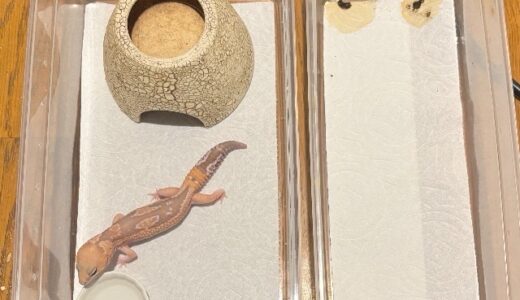 ニシアフ　引っ越し