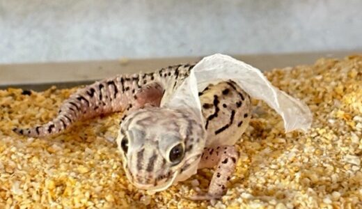 ソメワケササクレヤモリ　チタニウム　脱皮のお手伝い