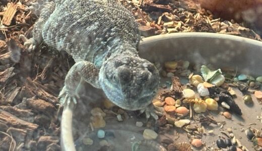 テイラーカワリアガマ　初のエサ食い？