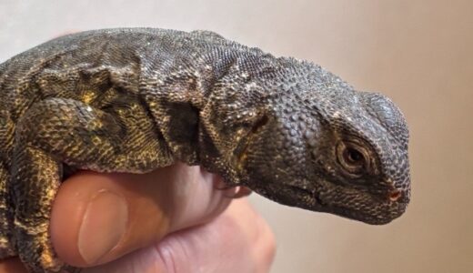 ディスパートゲオアガマ　仲間入り