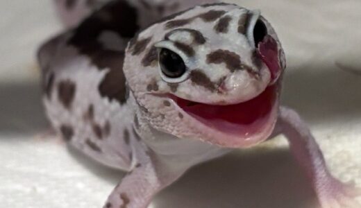 ニシアフ　かわいい写真が撮れました