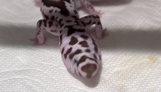 ニシアフ　頭はどっち？