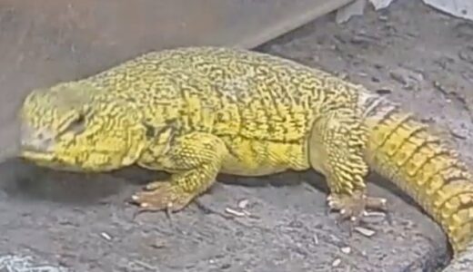 ゲイリートゲオアガマ　からし君が出てきました。