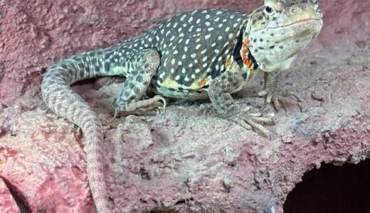 クビワトカゲ　いい感じだと思うんだけどなぁ～。