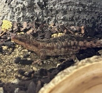 マサイヨロイトカゲ