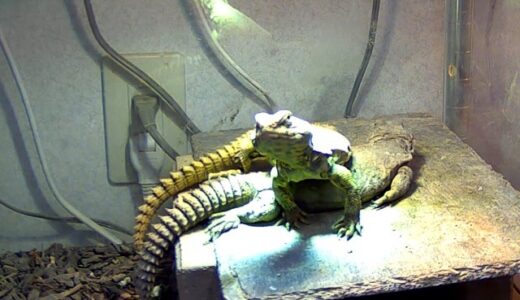 ゲイリートゲオアガマ　ケージサイズなど